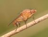 Suillia sp.